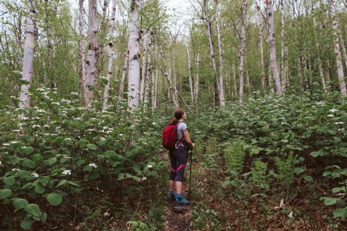 A hiker stands on a trail surrounded by lush greenery and tall trees, enjoying the serene forest landscape.