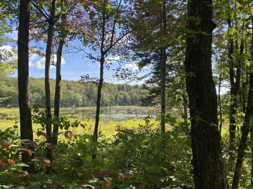 A serene view of a wetland surrounded by trees, with blue skies and colorful foliage in the background.