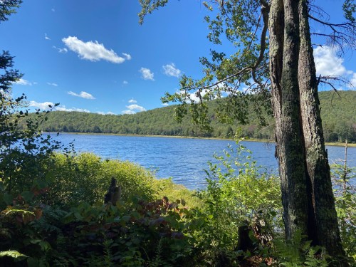A serene lake surrounded by lush greenery and trees, under a clear blue sky with fluffy white clouds.