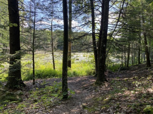 A serene forest scene with tall trees framing a view of a grassy area and a pond in the distance.