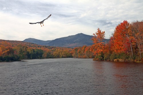 A bird flies over a serene lake surrounded by vibrant autumn foliage and mountains in the background.