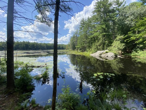 A serene lake surrounded by trees, with lily pads and a clear blue sky reflected in the water.