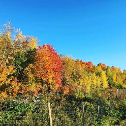 Vibrant autumn foliage with trees displaying shades of orange, yellow, and green against a clear blue sky.