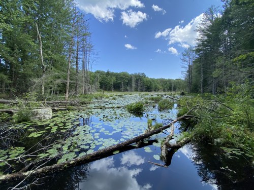 A serene pond surrounded by trees, with lily pads floating on the water and a clear blue sky above.