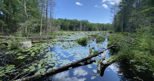A serene pond surrounded by trees, with lily pads and fallen logs reflecting in the calm water under a blue sky.