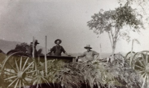 Two men stand on a wagon filled with plants, with a tree in the background and a hazy landscape.