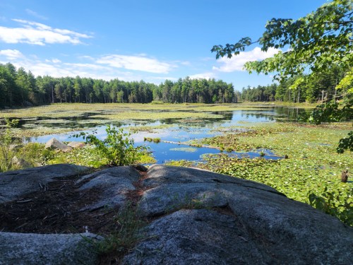 A serene lake surrounded by lush greenery and lily pads, under a clear blue sky with scattered clouds.