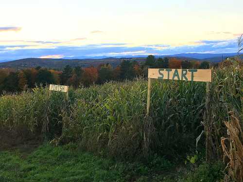 A cornfield with signs marking "START" and "FINISH," set against a backdrop of autumn trees and a sunset sky.