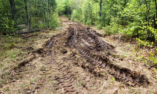 Mud-covered trail with deep tire tracks, surrounded by lush greenery and trees.
