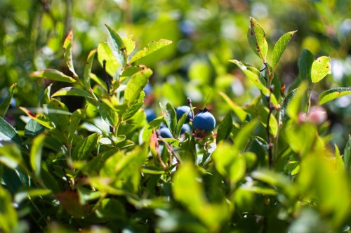 Close-up of blueberry bushes with ripe blueberries nestled among vibrant green leaves.