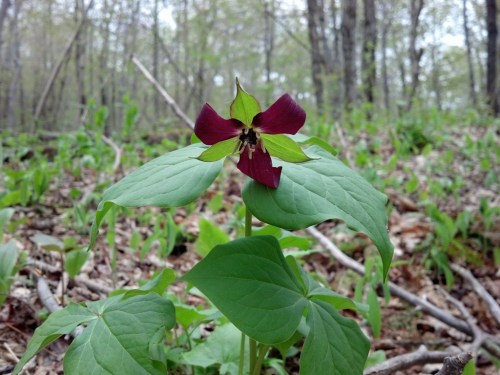 A close-up of a maroon trillium flower surrounded by green leaves in a forest setting.