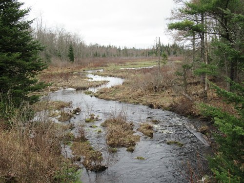 A serene landscape featuring a winding stream surrounded by bare trees and grassy wetlands under a cloudy sky.