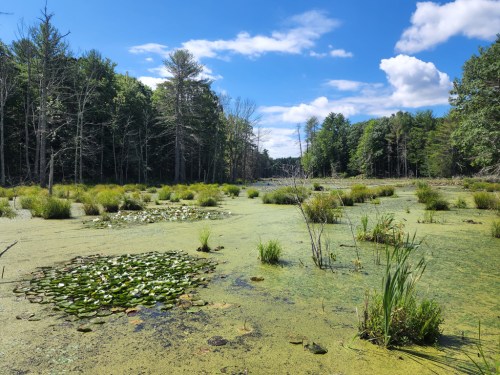 A serene wetland scene with green lily pads, tall grasses, and trees under a bright blue sky with fluffy clouds.