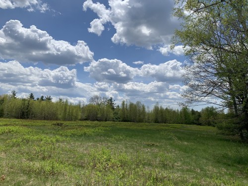 A lush green field under a bright blue sky filled with fluffy white clouds, surrounded by trees.