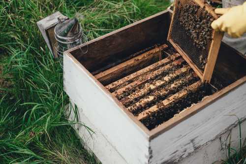 A beekeeper in yellow gloves inspects a wooden hive filled with bees and honeycomb frames in a grassy area.