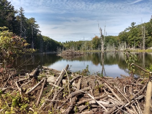 A serene lake surrounded by trees, with a beaver dam made of logs in the foreground and a clear blue sky above.