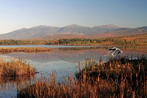 A serene lake surrounded by autumn foliage and mountains, with a bird taking flight over the water.