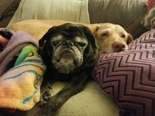 Two dogs, a black pug and a yellow lab, snuggle together on a couch surrounded by colorful blankets and pillows.