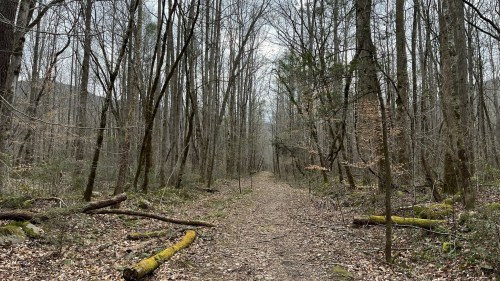 A narrow dirt path winds through a dense, leafless forest with tall trees and scattered fallen branches.