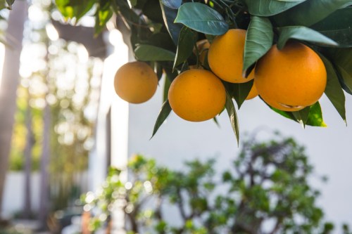Close-up of ripe oranges hanging from a tree branch, with blurred greenery in the background.
