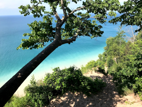 A scenic view of a beach with clear blue water, framed by lush greenery and a tree leaning over the shoreline.
