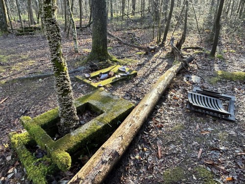 A moss-covered stone structure and a fallen log in a sunlit forest clearing, surrounded by trees and underbrush.