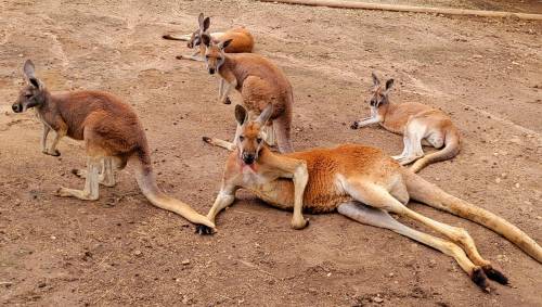 A group of kangaroos resting on the ground, some lying down and others sitting, in a natural outdoor setting.
