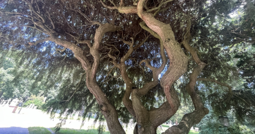 A twisted tree with dense foliage, showcasing intricate branches and a unique, gnarled trunk.
