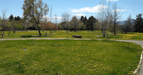 A sunny park scene with green grass and scattered dandelions, surrounded by trees and a clear blue sky.