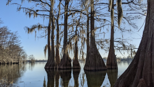 Cypress trees with Spanish moss reflected in calm water under a clear blue sky.