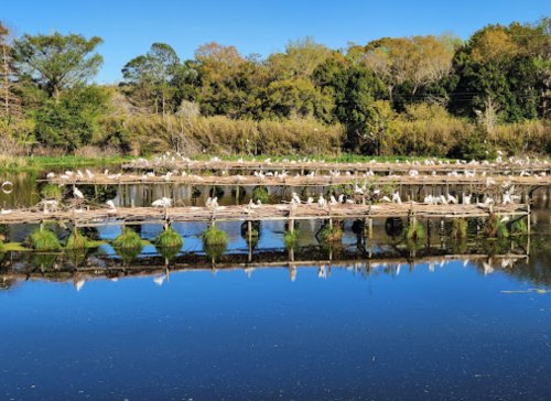 A serene wetland scene with wooden platforms, surrounded by lush greenery and birds, reflecting in calm water.