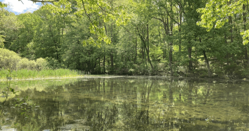 A serene pond surrounded by lush green trees, reflecting the vibrant foliage on a sunny day.