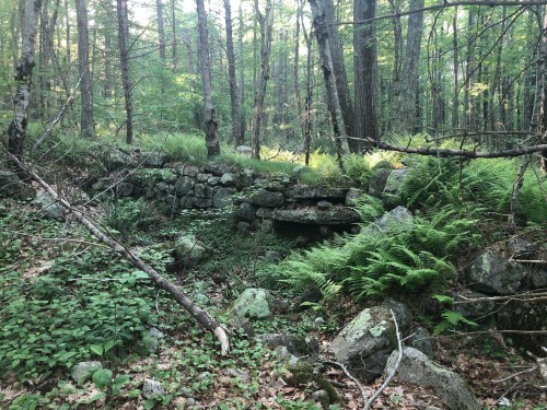 A moss-covered stone structure surrounded by ferns and trees in a dense forest.