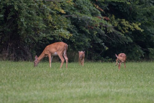 Three deer grazing in a grassy field, surrounded by trees in the background.
