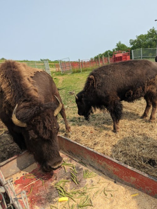 Two bison grazing near a feeding trough in a grassy area with a fence in the background.