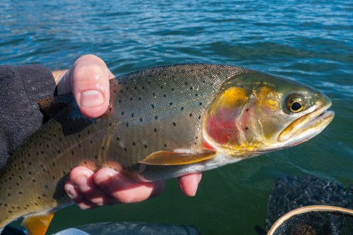 A close-up of a person holding a colorful trout fish above water, showcasing its vibrant markings and features.