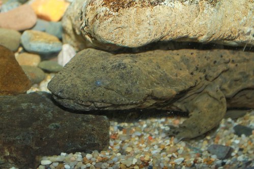 A large, textured salamander resting on the bottom of a rocky aquarium, partially hidden by stones.