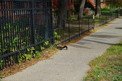 A squirrel runs along a sidewalk beside a black fence, surrounded by autumn leaves and greenery.