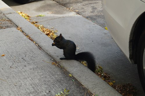 A black squirrel sits on the edge of a sidewalk, nibbling on food, with fallen leaves scattered around.