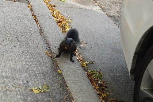 A black squirrel stands on a sidewalk next to a car, surrounded by fallen leaves.