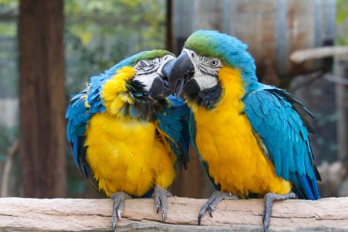 Two vibrant blue and yellow macaws perched close together, displaying affection in a natural setting.