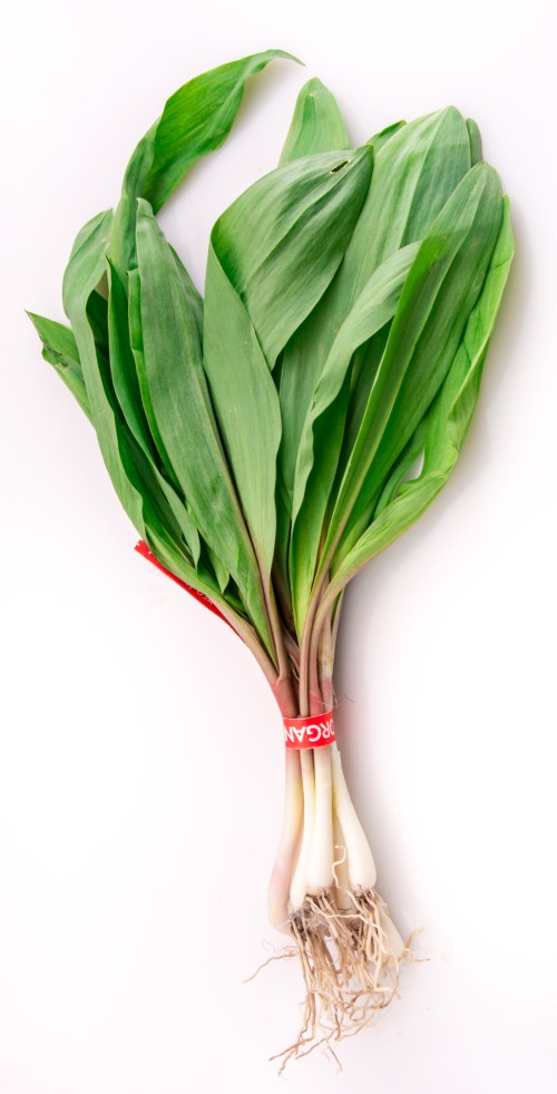 A bunch of fresh ramps with long green leaves and white roots, tied together with a red band.