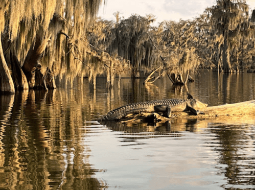 An alligator rests on a log in a serene, moss-draped swamp with calm water reflecting the surroundings.