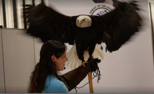 A person in a blue shirt holds a perch with a bald eagle spreading its wings in a demonstration setting.
