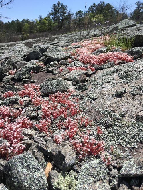 A rocky landscape covered with patches of pink flowers and green moss under a clear blue sky.