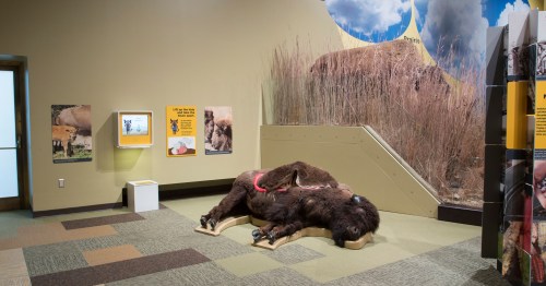 A lifelike bison model lies on a display in a museum, surrounded by educational panels and a grassy backdrop.
