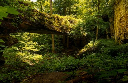 A lush forest scene featuring a moss-covered stone bridge surrounded by vibrant greenery and tall trees.
