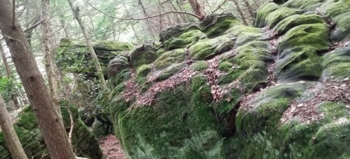 Moss-covered rocks in a dense forest, surrounded by trees and natural greenery.