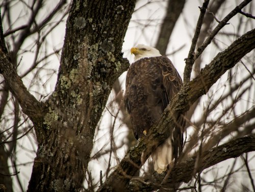 A bald eagle perched on a tree branch, surrounded by bare branches and a muted background.
