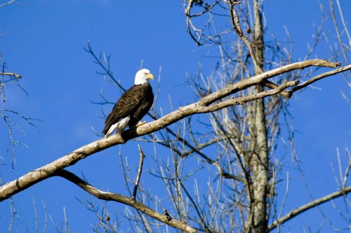 A bald eagle perched on a bare branch against a clear blue sky.